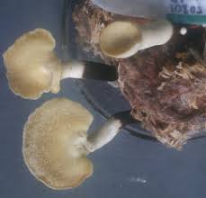 Attēlu rezultāti vaicājumam “Polyporus varius”