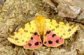 Attēlu rezultāti vaicājumam “Rhyparia purpurata”