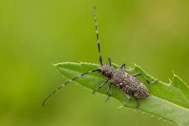 Attēlu rezultāti vaicājumam “Monochamus sutor”