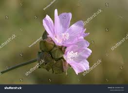 Attēlu rezultāti vaicājumam “Malva moschata bud”
