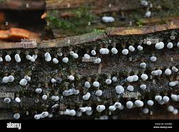 Attēlu rezultāti vaicājumam “Didymium melanospermum macro”