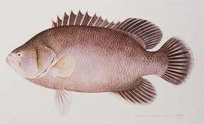 Image result for Lobotes surinamensis