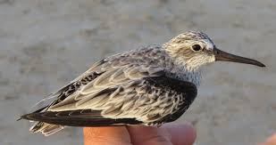 Attēlu rezultāti vaicājumam “Calidris falcinellus adult”