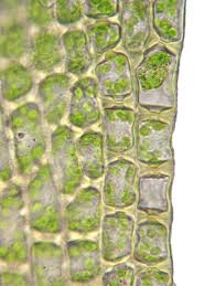 Attēlu rezultāti vaicājumam “Orthotrichum, Nyholmiella”