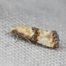 Attēlu rezultāti vaicājumam “Eupoecilia angustana”