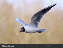 Attēlu rezultāti vaicājumam “Larus minutus”