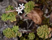 Attēlu rezultāti vaicājumam “Sedum album leaf”
