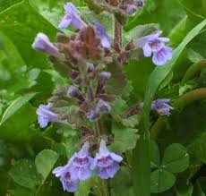 Attēlu rezultāti vaicājumam “Glechoma hederacea”