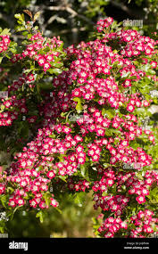 Attēlu rezultāti vaicājumam “Crataegus laevigata flower”