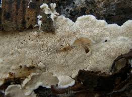 Attēlu rezultāti vaicājumam “Junghuhnia pseudozilingiana”