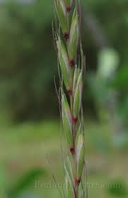 Attēlu rezultāti vaicājumam “Elymus caninus”