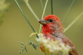 Attēlu rezultāti vaicājumam “Carpodacus erythrinus”