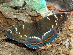 Attēlu rezultāti vaicājumam “Limenitis populi upperside”