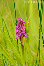 Attēlu rezultāti vaicājumam “Dactylorhiza incarnata”