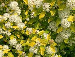 Attēlu rezultāti vaicājumam “Physocarpus opulifolius”