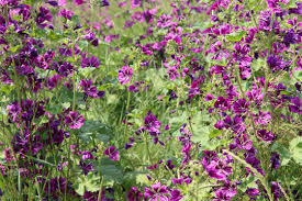 Image result for Malve