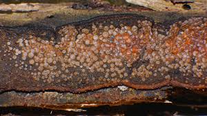 Attēlu rezultāti vaicājumam “Orbilia sp.”