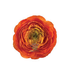 Attēlu rezultāti vaicājumam “Ranunculus elatior flower”