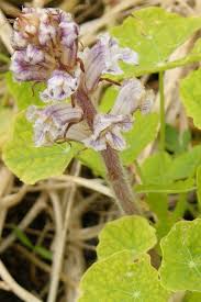 Attēlu rezultāti vaicājumam “Orobanche elatior bud”