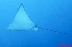 Image result for Aetobatus ocellatus