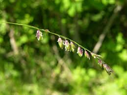 Attēlu rezultāti vaicājumam “Melica nutans flower”