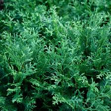 Attēlu rezultāti vaicājumam “Thuja occidentalis”