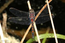 Attēlu rezultāti vaicājumam “Leucorrhinia rubicunda male”
