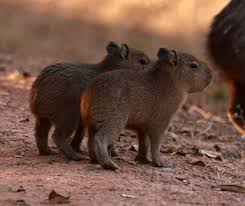 Attēlu rezultāti vaicājumam “Hydrochoerus hydrochaeris”