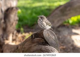 Attēlu rezultāti vaicājumam “Muscicapa striata juvenile”