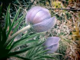 Attēlu rezultāti vaicājumam “Pulsatilla patens fruit”