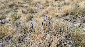 Attēlu rezultāti vaicājumam “Muscari botryoides leaf”