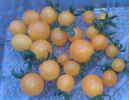 Afbeeldingsresultaat voor broad ripple yellow currant tomato