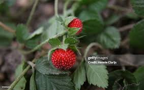 Attēlu rezultāti vaicājumam “Fragaria moschata”