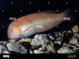 Image result for Xyrichtys novacula