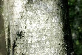 Attēlu rezultāti vaicājumam “Betula pubescens”