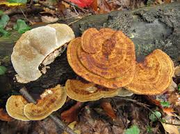 Attēlu rezultāti vaicājumam “Daedaleopsis confragosa”