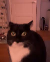 Kết quả hình ảnh cho Jy...N