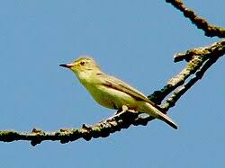 Image result for Hippolais pallida