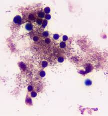 Attēlu rezultāti vaicājumam “Colloderma sp.”