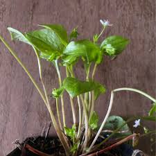 Attēlu rezultāti vaicājumam “Claytonia sibirica”