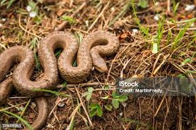 Attēlu rezultāti vaicājumam “Coronella austriaca adult”