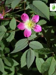 Image result for Rosengewächse