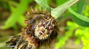 Attēlu rezultāti vaicājumam “Carpocoris purpureipennis”