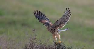 Attēlu rezultāti vaicājumam “Falco tinnunculus adult”