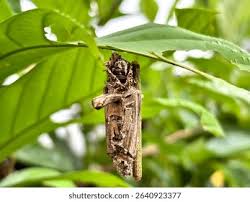 Attēlu rezultāti vaicājumam “Psychidae”