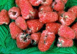 Attēlu rezultāti vaicājumam “Byturus tomentosus”