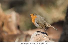 Image result for Erithacus rubecula