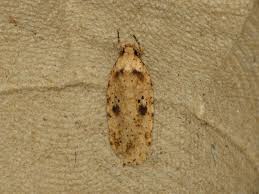 Attēlu rezultāti vaicājumam “Agonopterix aranella”