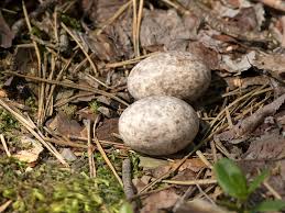 Attēlu rezultāti vaicājumam “Caprimulgus europaeus nest”