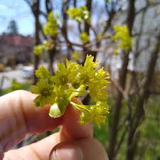 Attēlu rezultāti vaicājumam “Acer platanoides flower”